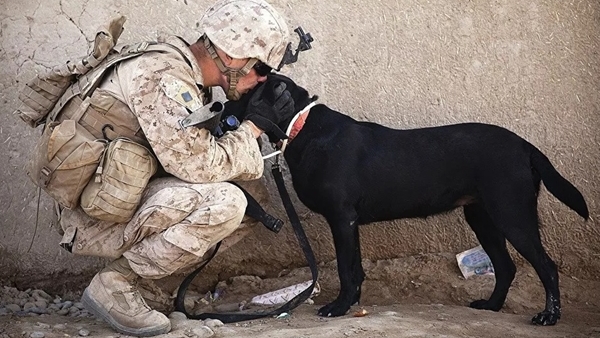 Quân đội Mỹ bị nghi "quên" sơ tán chó nghiệp vụ khỏi Afghanistan - Báo Công  an Nhân dân điện tử