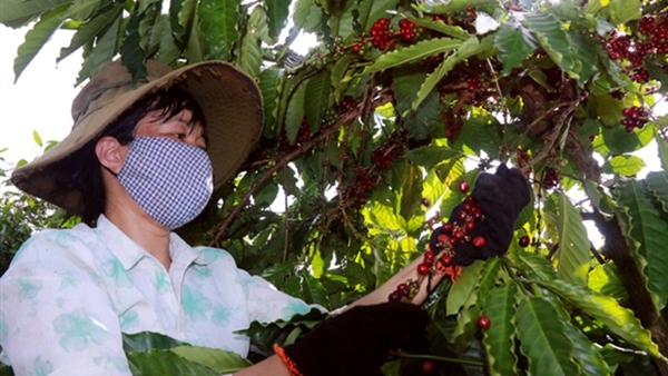 Tây Nguyên “khát” lao động thu hoạch cà phê