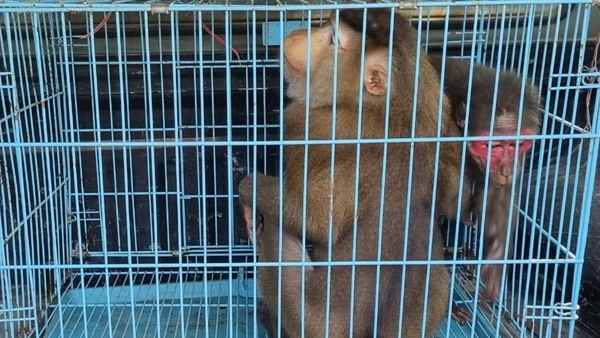 Cứu hộ kịp thời 2 cá thể khỉ quý hiếm - Báo Công an Nhân dân điện tử