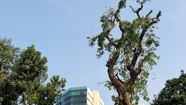 Hà Nội: Xót xa những hàng cây bị cắt tỉa trơ trụi - Báo Công an …