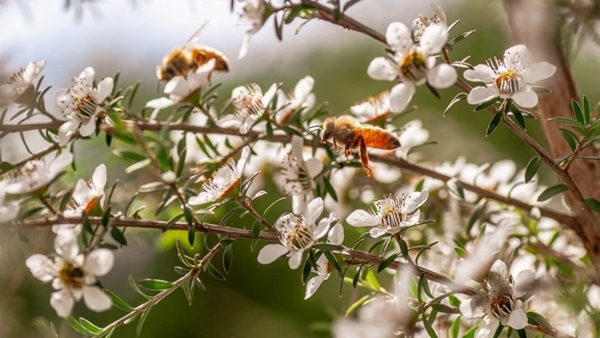 Mật ong Manuka có hiệu quả trong việc chữa lành vết thương không?
