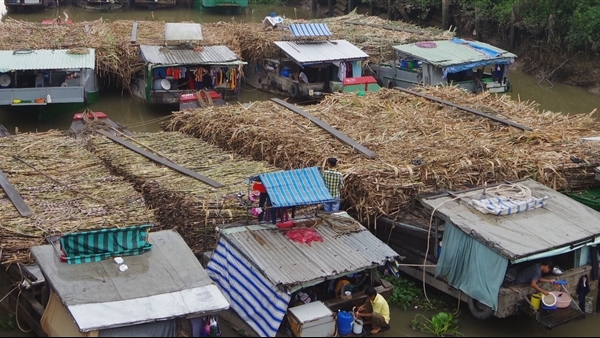 Nông dân phấn khởi vì giá mía tăng cao