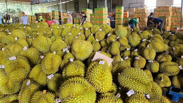 Sầu riêng bị cảnh báo vượt dư lượng chất cadimi: Phải bảo vệ thương hiệu sầu riêng Việt Nam - Báo Công an Nhân dân điện tử