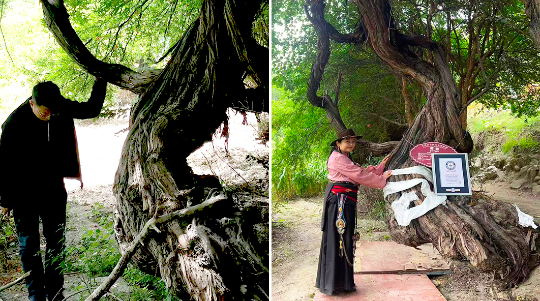 Cụ nho 416 năm tuổi -0