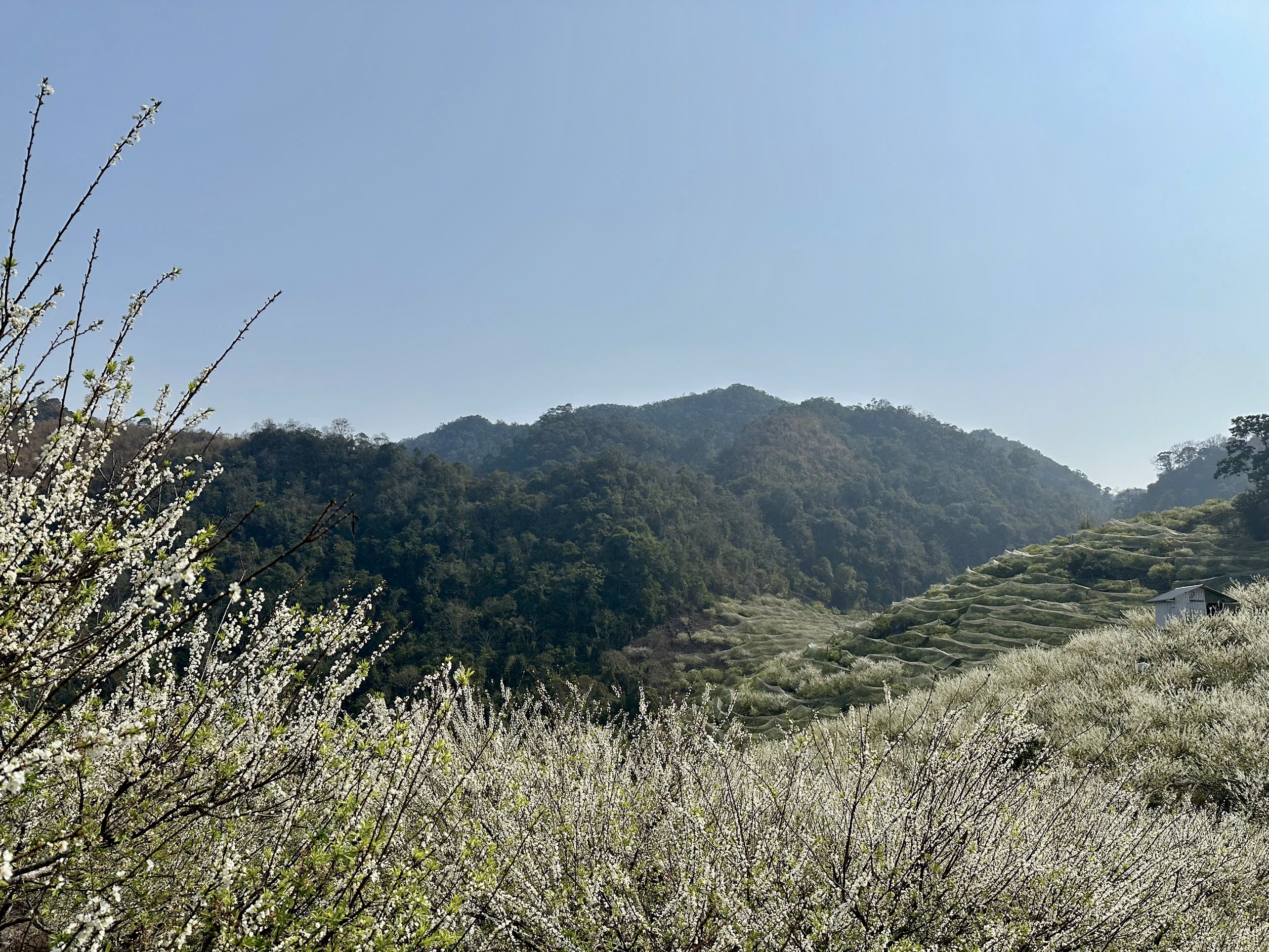 hoa máº­n ná»ÿ tráº¯ng nhá»¯ng váº¡t ä‘á»“i.jpg -0