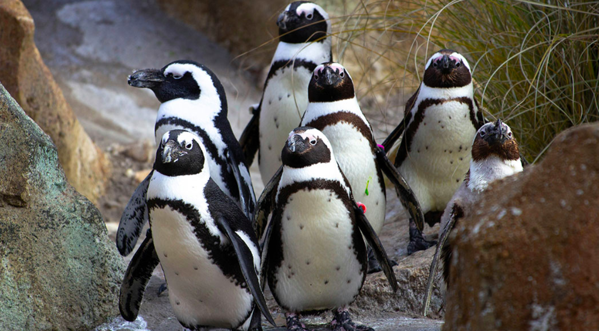 Phi vụ giải cứu chim cánh cụt -0