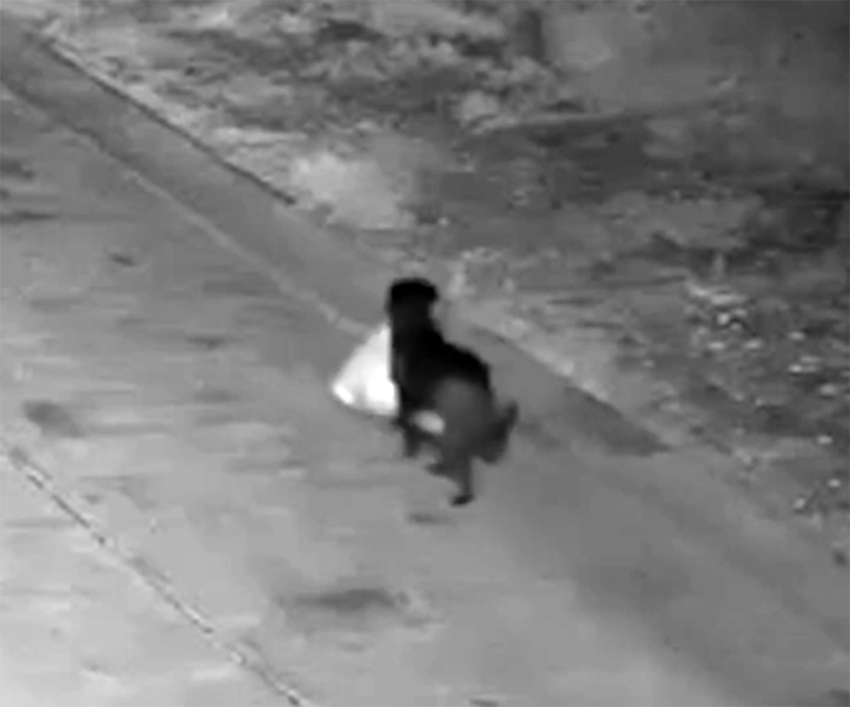 Huấn luyện chó vứt trộm rác -0