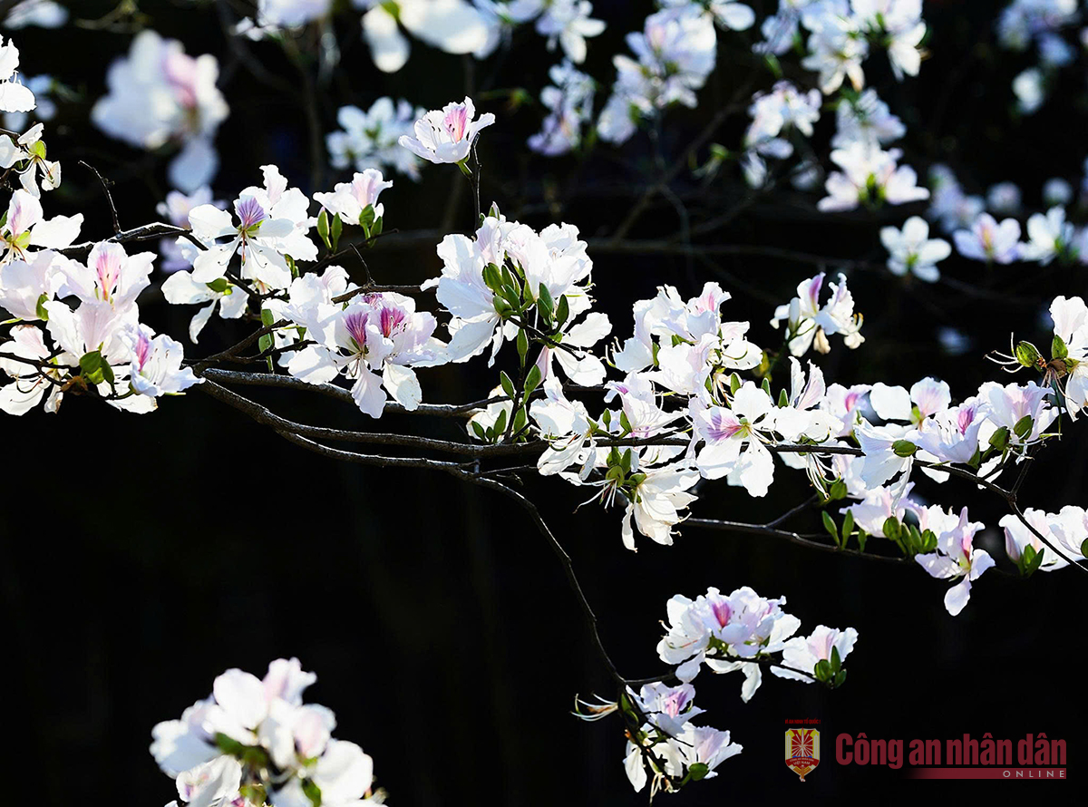 Dịu dàng nàng ban -0