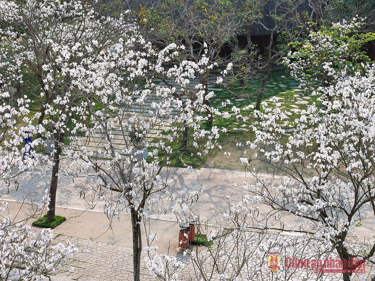 Dịu dàng nàng ban -0