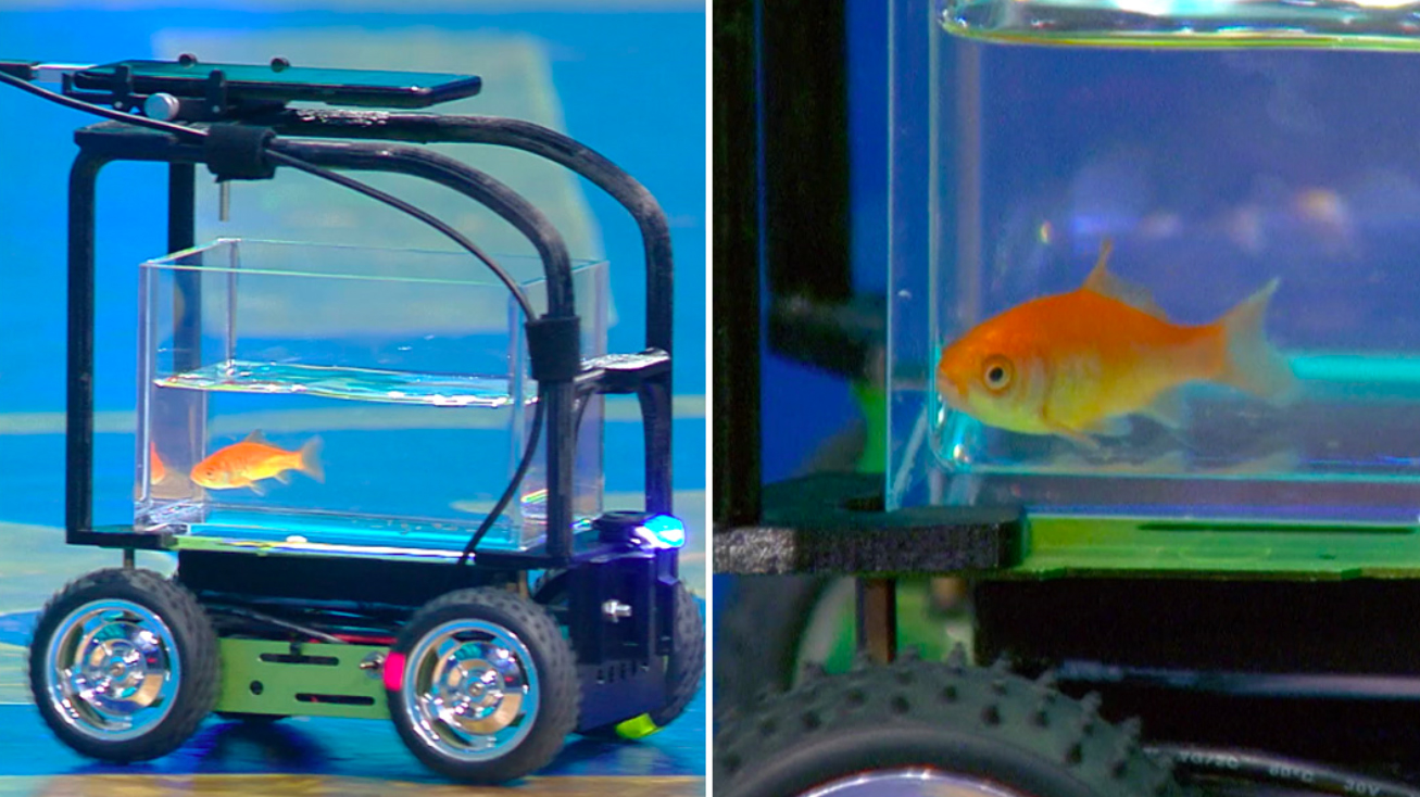 Cá vàng lái xe -0