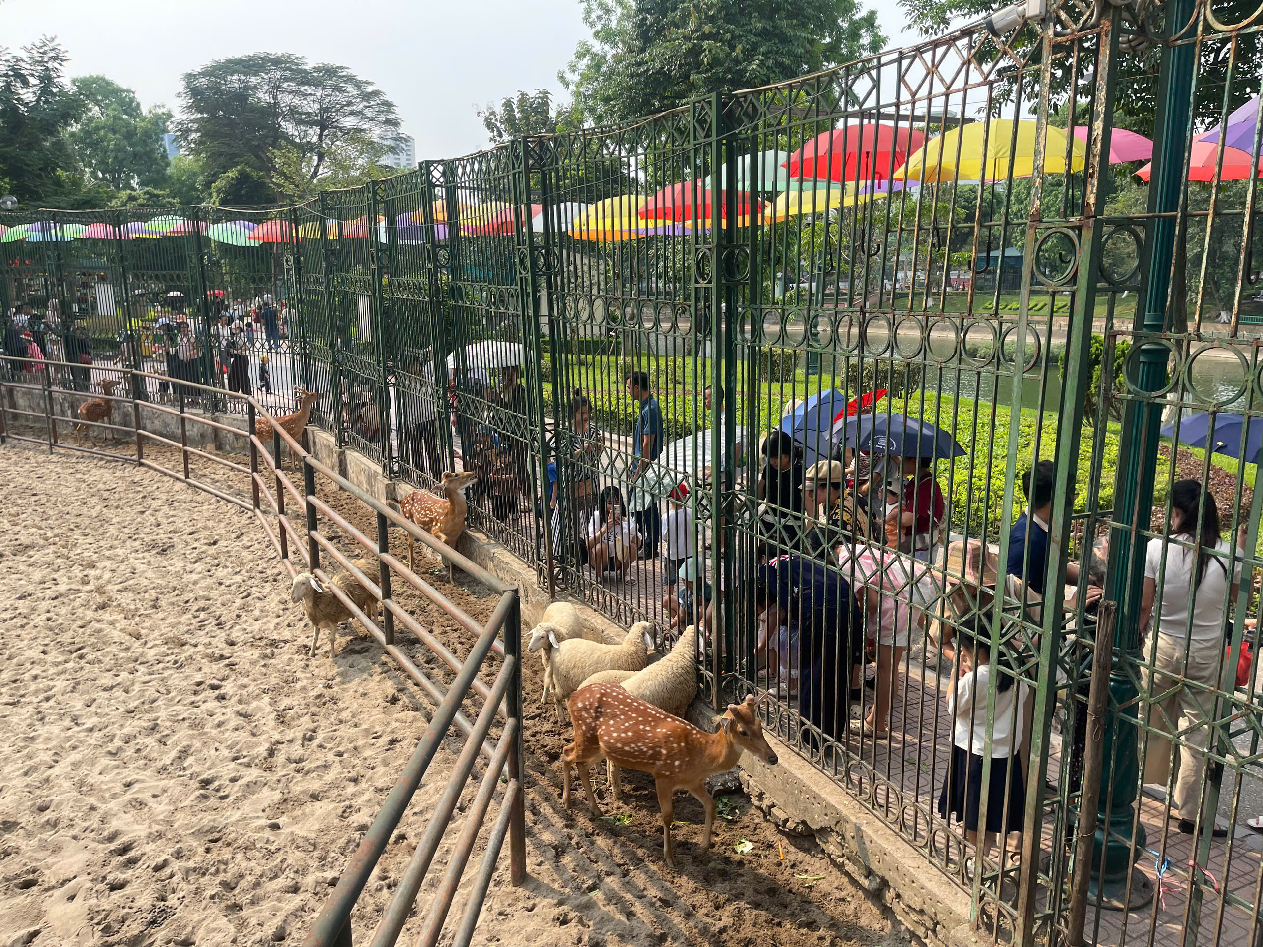 Du khách nô nức đưa con đến Vườn thú Hà Nội vui chơi trong kỳ nghỉ lễ - 0