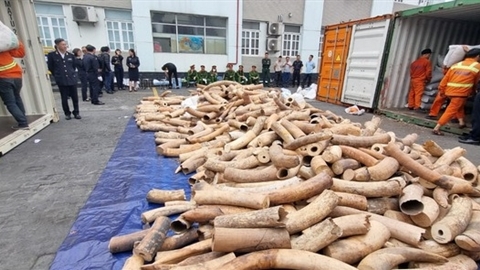 Bắt hàng tấn ngà voi nhập lậu ở Hải Phòng