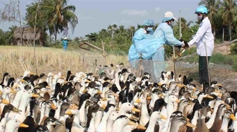 柬埔寨发现H5N1禽流感