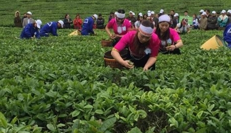 2018年第三次木州茶叶节有助于打造木州名茶品牌