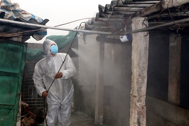 越南各地严查市场 抓好非洲猪瘟疫情防控工作