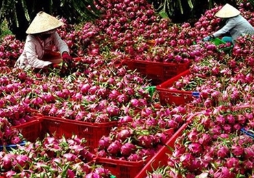 中国提高越南农产品技术壁垒