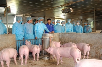 越南非洲猪瘟疫苗研究取得积极成果