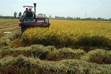 越南自7月1日起开展2020年中期农业调查