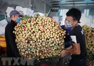 政府总理指示为北江省农产品销售营造最便利条件