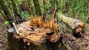 Điều tra vụ khai thác rừng nguyên sinh ở Lâm Đồng