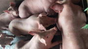 Thịt lợn nhiễm dịch tả  lợn châu Phi chuẩn bị ra thị trường thì bị phát hiện