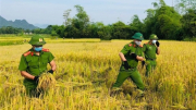 Chiến sỹ Công an gặt lúa giúp dân “chạy” bão số 5