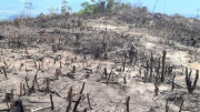 Vụ phá rừng tự nhiên khu vực giáp ranh giữa Bình Định với Gia Lai có dấu hiệu tội phạm