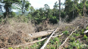 Đề nghị phối hợp ngăn chặn nạn phá rừng ở Ea Sô