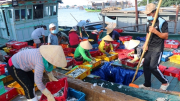 Ngư dân miền Trung kiên trì bám biển sản xuất