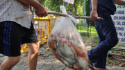 Hàng tấn cá chết nổi trắng hồ trong công viên Hoàng Văn Thụ