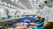 Nỗ lực khắc phục cảnh báo “thẻ vàng” hải sản khi xuất khẩu vào EU