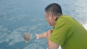Nỗ lực bảo tồn rùa biển ở vịnh Nha Trang