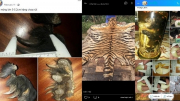 Bán động vật hoang dã “online”, bị phạt 157 triệu đồng