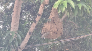 Một đoạn đường, 10 tổ ong vò vẽ đe dọa khu dân cư