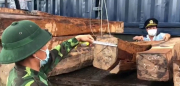 Khởi tố vụ án 7 container vận chuyển gỗ lậu và đá quý hiếm