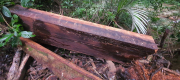 “Nóng” về vi phạm môi trường và khai thác, vận chuyển gỗ trái phép