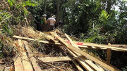 Quảng Nam xử lý nghiêm hành vi xâm hại rừng