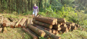 Hàng loạt cây gỗ lớn bị chặt hạ khi cắt tỉa rừng thông ở Hà Tĩnh