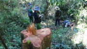 Truy tố 40 bị can liên quan vụ phá rừng tại Khu Bảo tồn thiên nhiên Ea Sô
