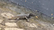 Cá sấu xuất hiện trên kênh Lò Gốm