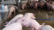 Xử lý trang trại nuôi lợn gây ô nhiễm môi trường