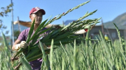 Lâm Đồng: Giá hoa Tết tăng mạnh, nông dân trúng lớn