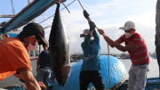 Những tín hiệu vui trong nghề câu cá ngừ đại dương ở Nam Trung bộ