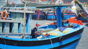 Ngư dân Đà Nẵng tất bật vươn khơi, đón lộc biển đầu năm mới