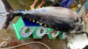 Ngư dân Bình Định bắt được cá ngừ đại dương “khủng”