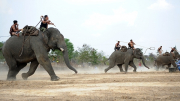 Bỏ "du lịch cưỡi voi" để cứu đàn voi nhà