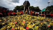60 chú voi được chiêu đãi tiệc buffet trái cây khổng lồ