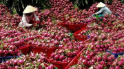 Cần xây dựng tiêu chuẩn cho nông sản Việt trên thị trường quốc tế