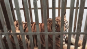 Vườn Quốc gia Phong Nha-Kẻ Bàng tiếp nhận 7 con hổ Đông Dương