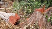 Khởi tố hình sự tội “Hủy hoại rừng” vụ phá rừng tại Gia Lai